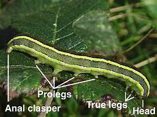 Caterpillar Classic Parts