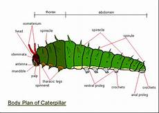 Caterpillar Part Number