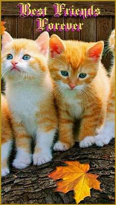 Cat Alternator