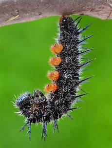 Caterpillar Bearing