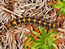 Caterpillar Bearing