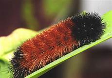 Caterpillar Parts Online