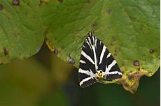 Caterpillar Parts Search