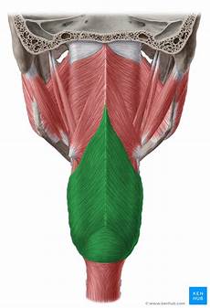Diaphragm