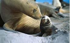 Seal