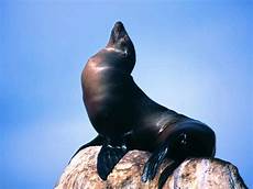 Seal