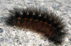 Sprocket Caterpillar
